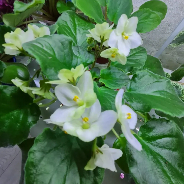 Фиалка EMERALD LOVE