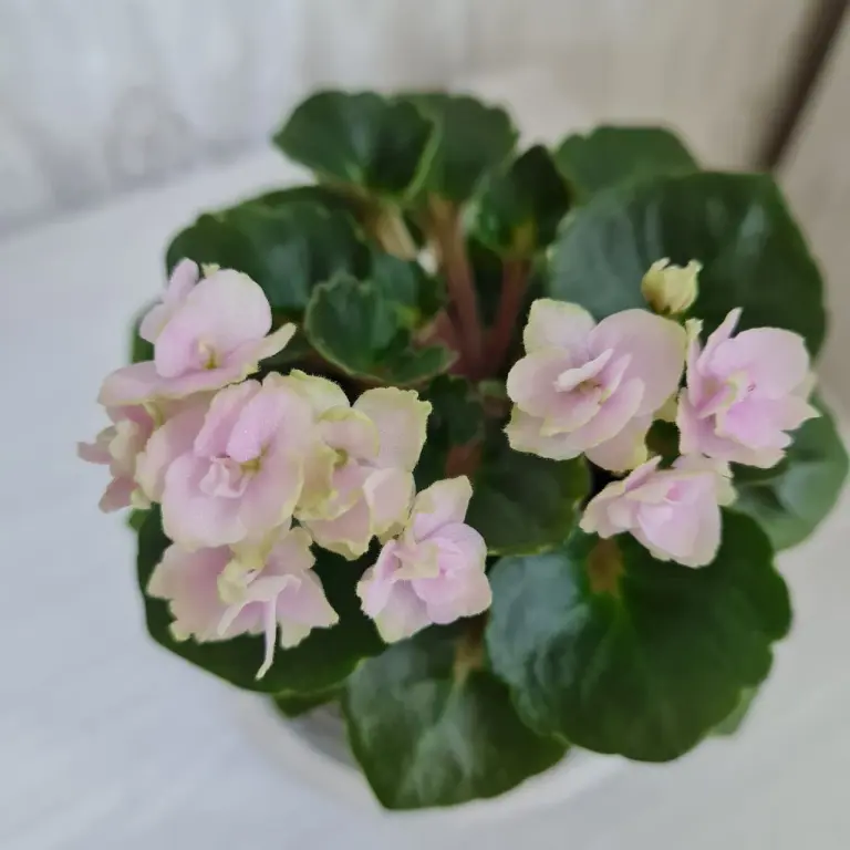 Фиалка мини - PETITE BLARNEY